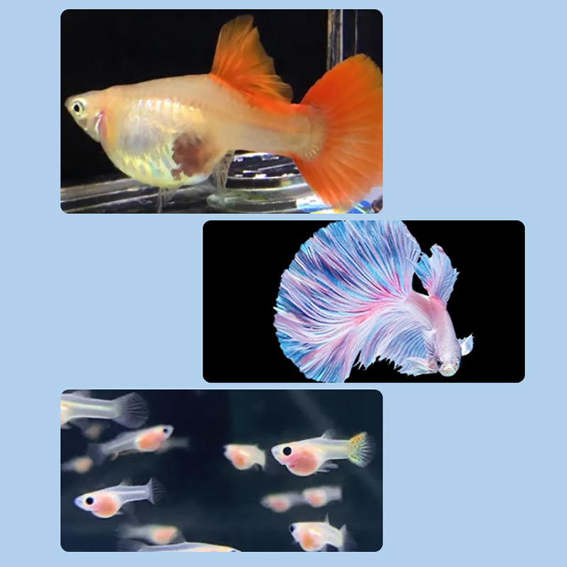 [LA]1Pc Floating Fish Breeding – обзор и цена Aquarium Fish Breeding