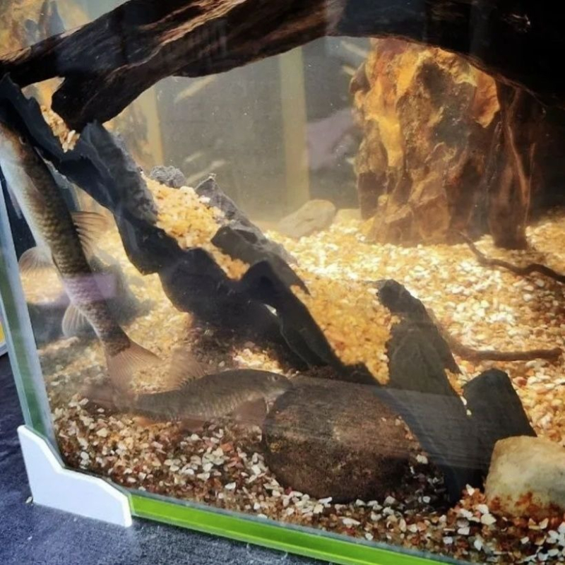 Aquarium Decoration Fish Tank  – обзор и цена Aquarium Fish Parrot