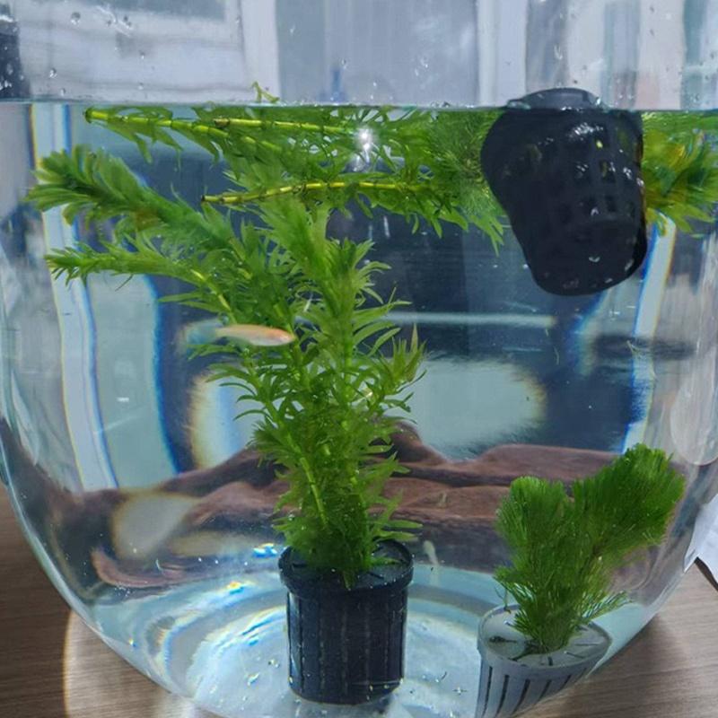 4Pcs Pet Fish Tank Landscaping – обзор и цена Aquarium Fish Usa
