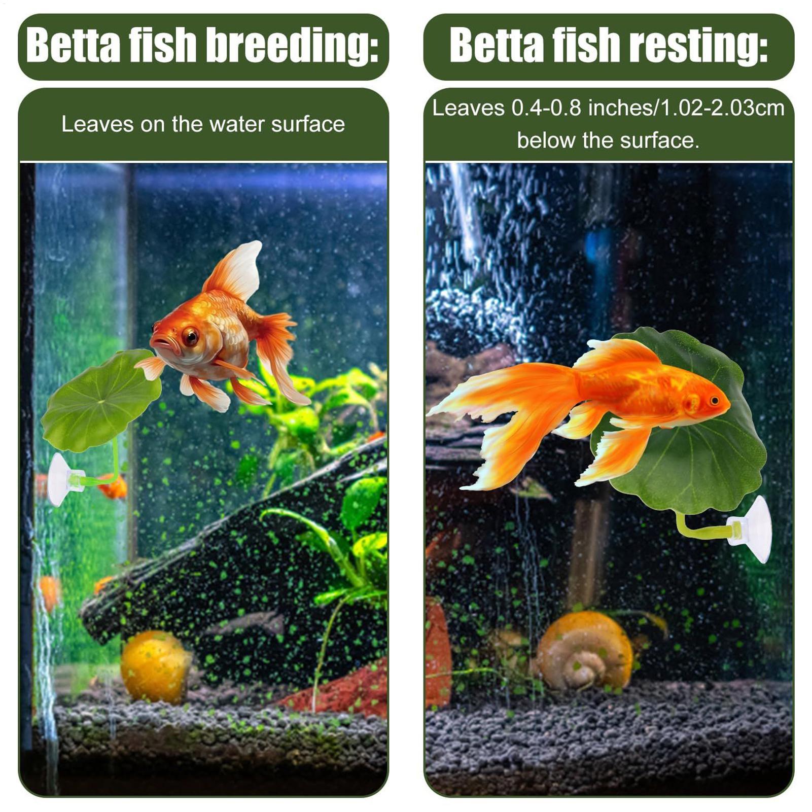 Betta Fish Hammock 5 Pieces Ad – обзор и цена Aquarium Fish Breeding