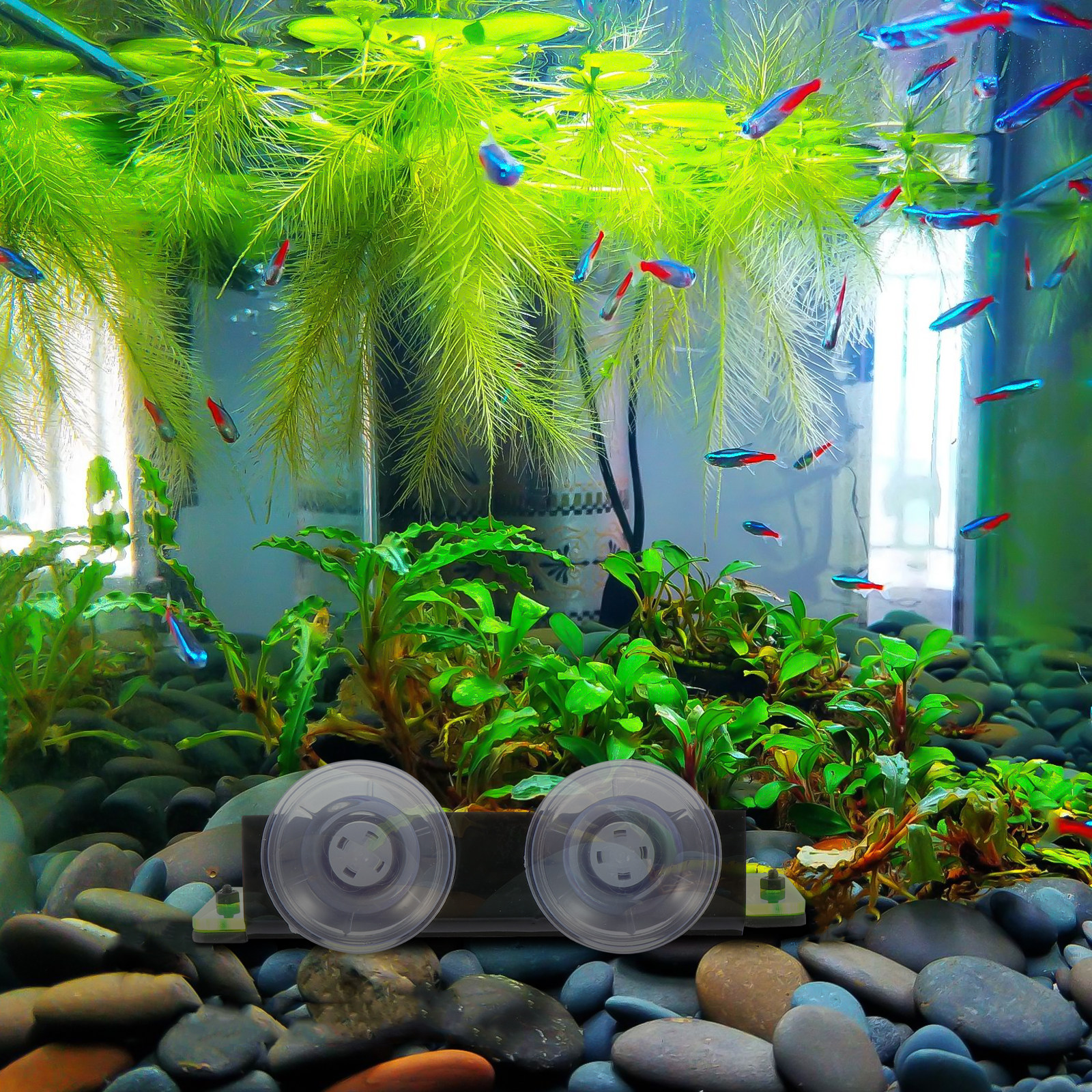 1Pcs Acrylic Coral Breeding Ba – обзор и цена Aquarium Fish Breeding